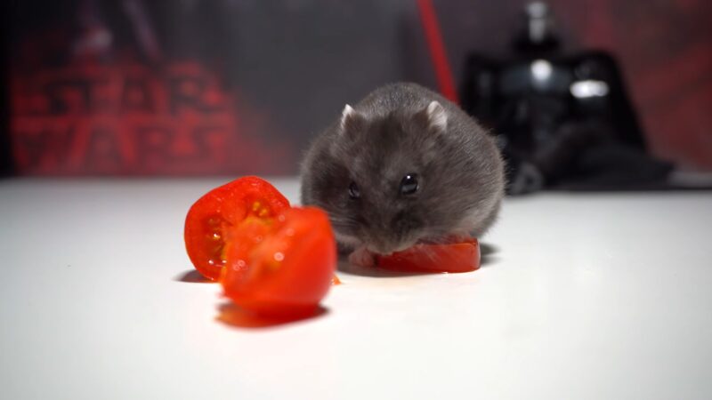 Hamster Eat Tomato