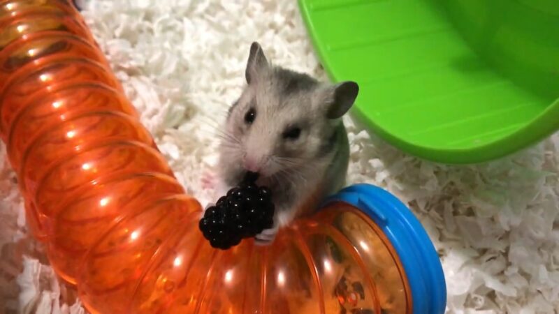 Hamster Eating a Blackberry