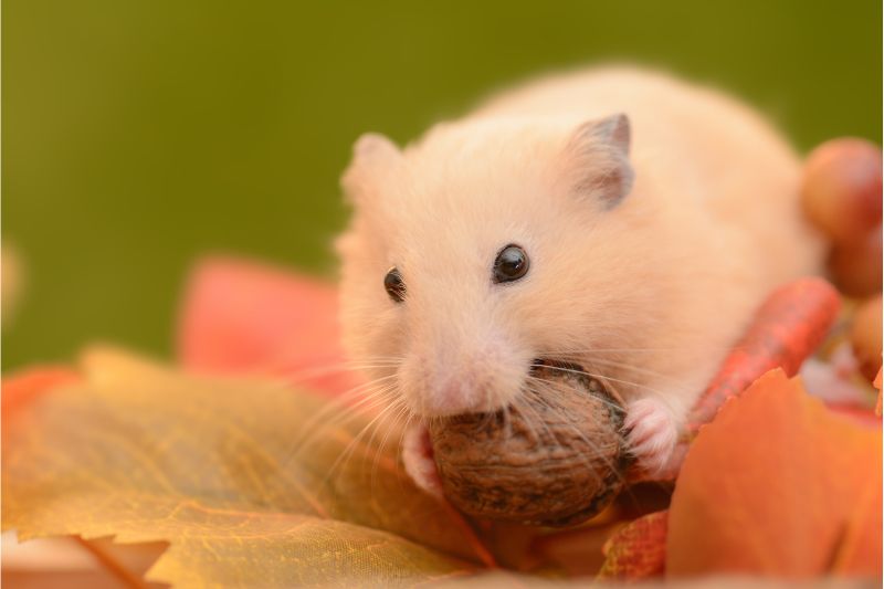 Hamster eating a nut