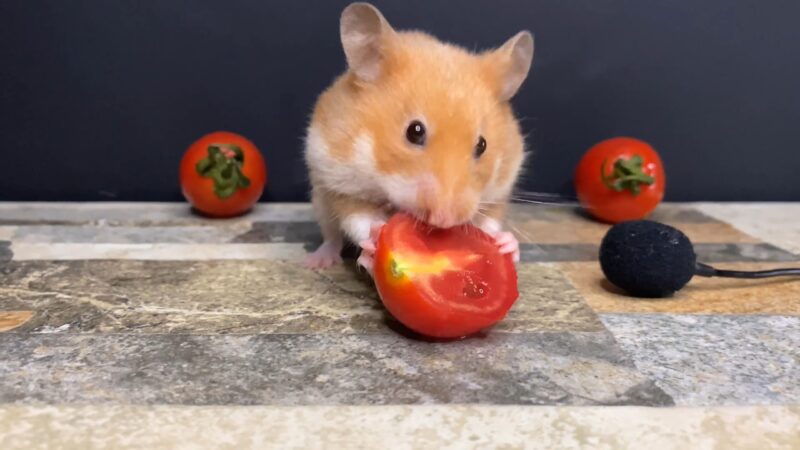 Hamster eating cherry tomato