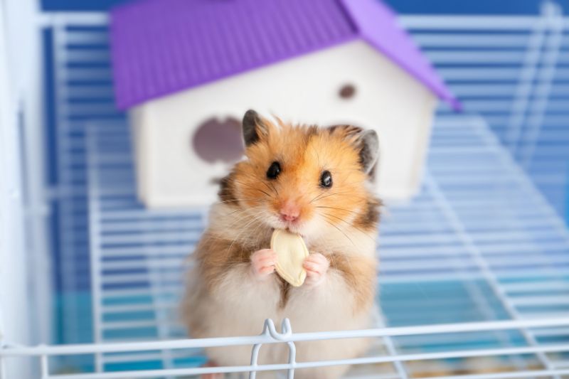 Hamster eating seed
