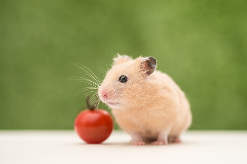 Hamster eating tomato