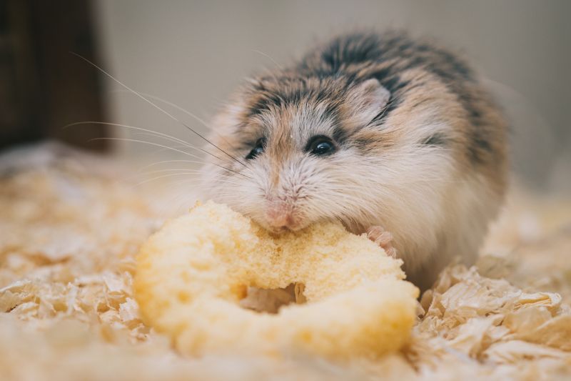 Hamster having a snack