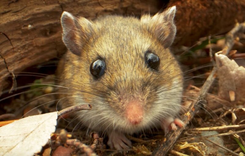 Can Hamsters Eat Blackberries? Fruitful Decisions