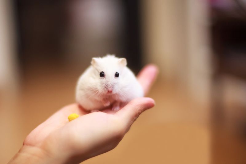 How Do Hamsters Consume Mushrooms Properly