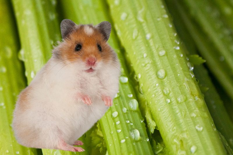 How Much Celery Should You Give To Your Hamster