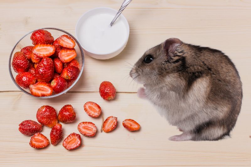 How To Ensure That Your Hamster Likes Strawberries