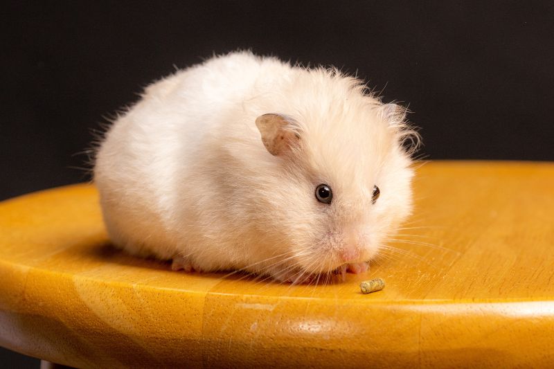 How To Feed Crackers To Your Hamster Properly