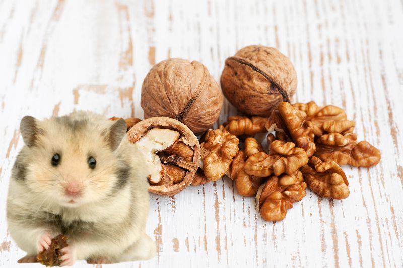 How To Feed Walnuts To Your Hamster Properly