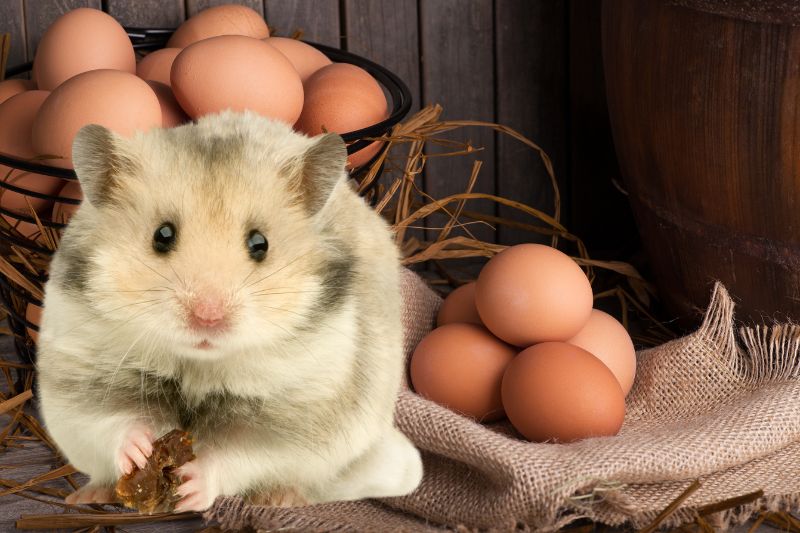 Is It Safe for Your Hamster Eat Eggs
