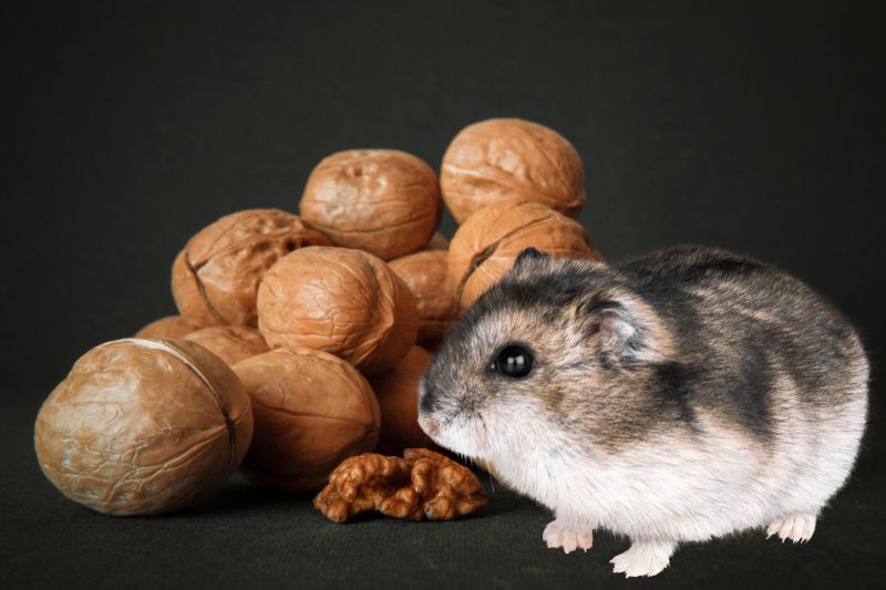 Is This Treat Safe for Hamsters