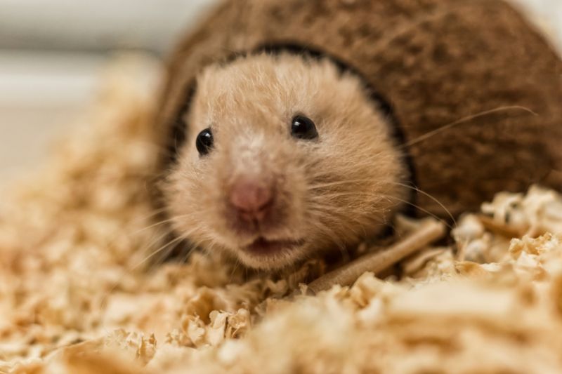 Is This a Safe Snack for Hamsters