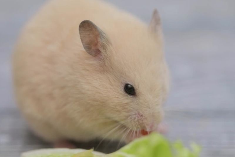 Potential Risks of hamsters eating cabbage