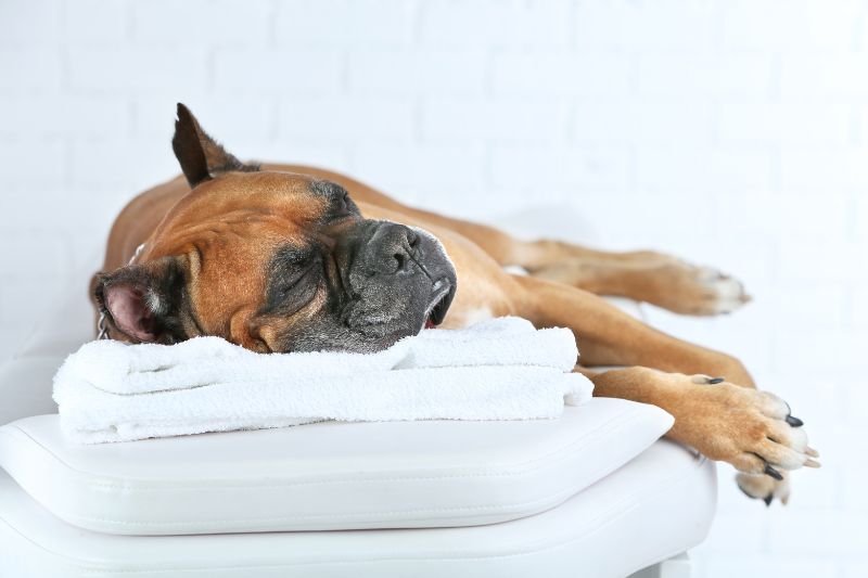Seeking Professional Assistance For Luxating Patella Dog Massage