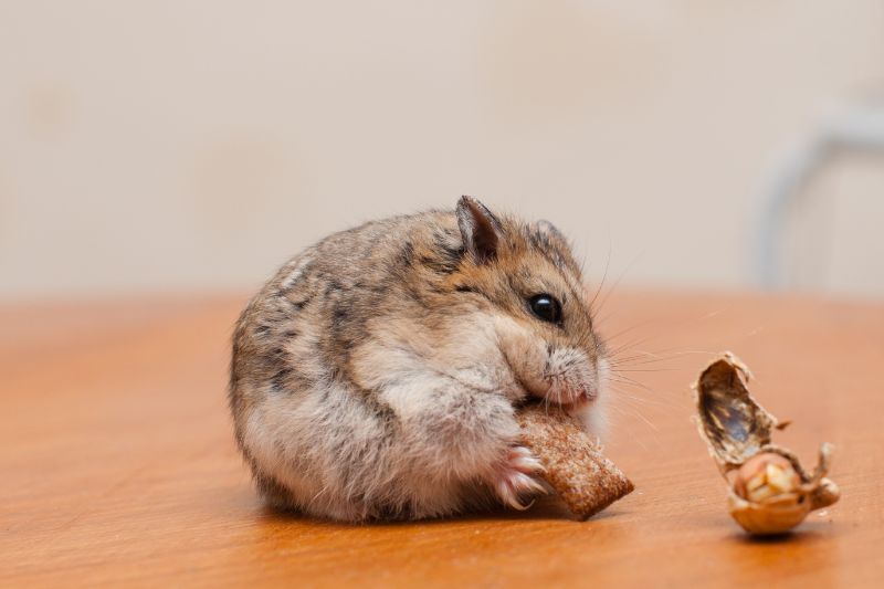 Should You Give Your Hamster Mushrooms