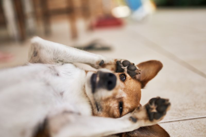 The Basics Of The Luxating Patella Dog Massage