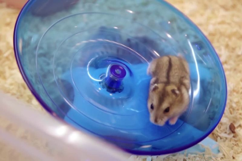 Washing and Serving fruit for your hamster