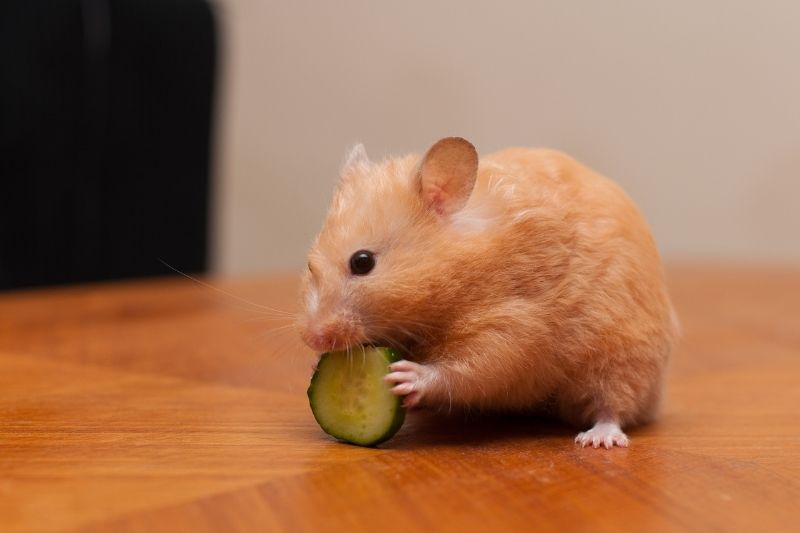 What Sort Of Cucumber Should You Give To Your Hamster