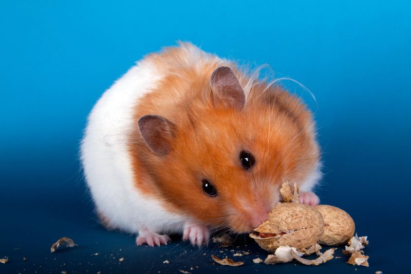 Why Should You Give Crackers To Your Hamster
