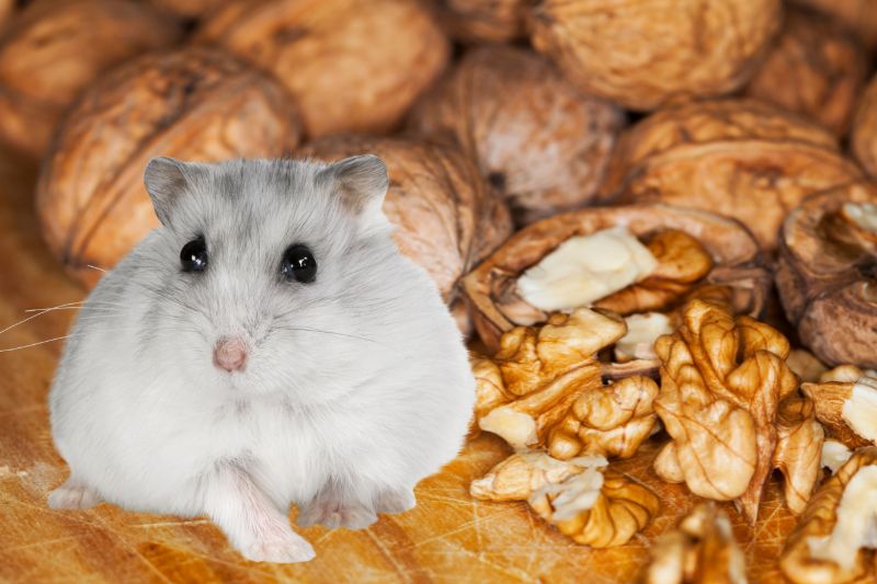 Why Should You Give Walnuts To Your Hamster