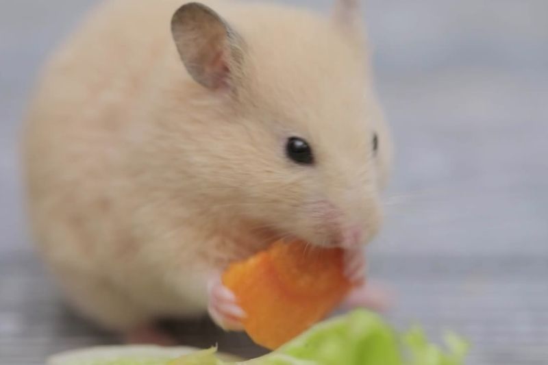 Why Should You Include Cucumber In The Daily Diet For Your Hamster