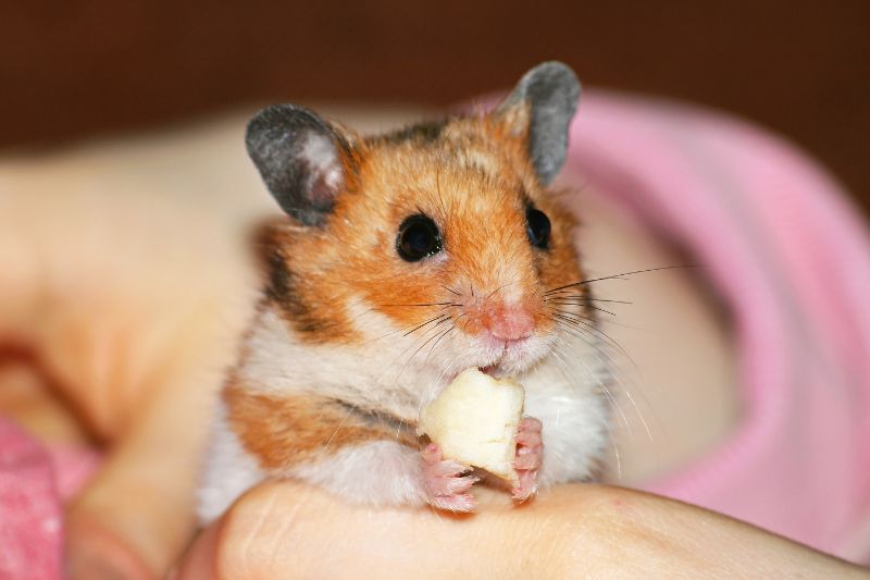 Why Should You Not Give Crackers To Your Hamster