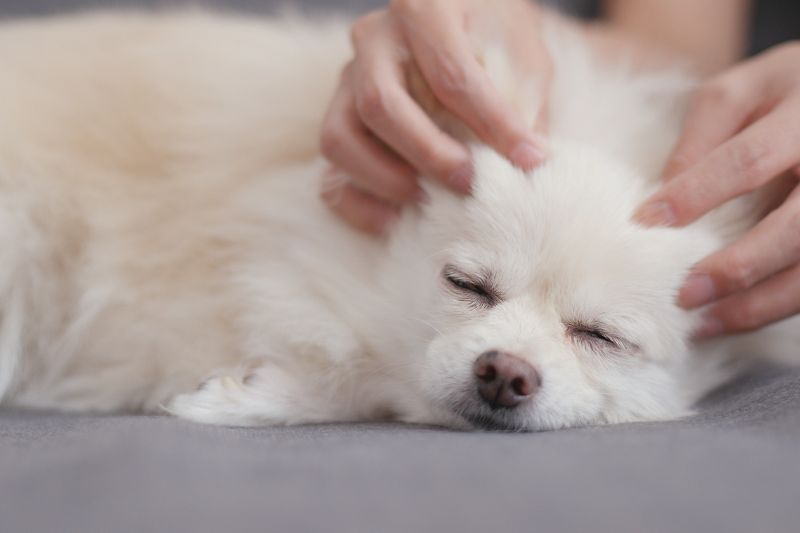Your Dog's Feedback For Luxating Patella Dog Massage
