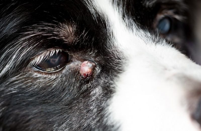 5 Easy Ways to Treat a Sebaceous Cyst on a Dog (2023)