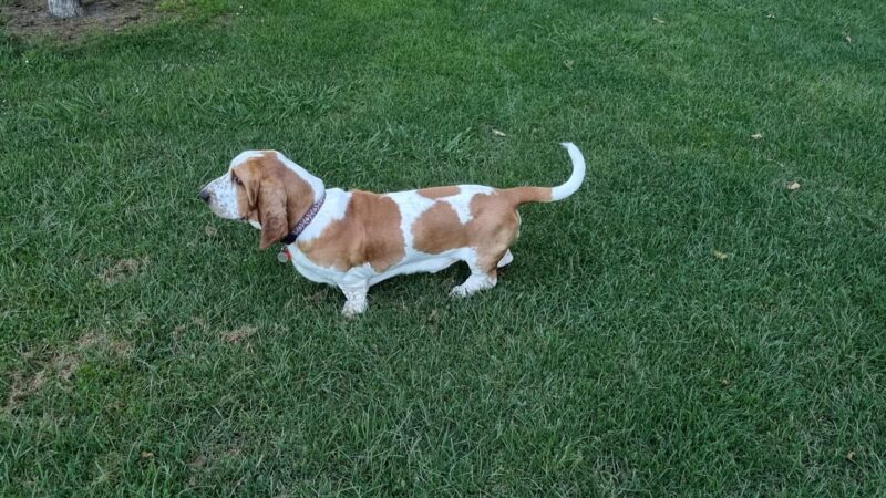 Basset Hound