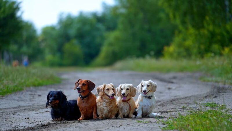 Dachshund Puppies