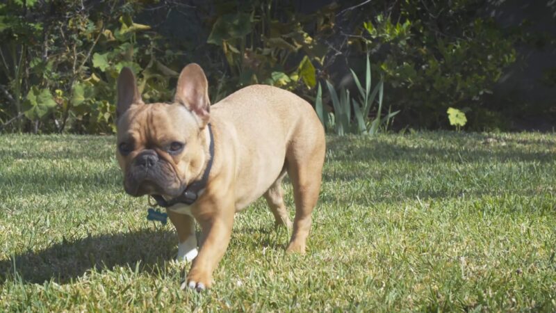 French Bulldogs