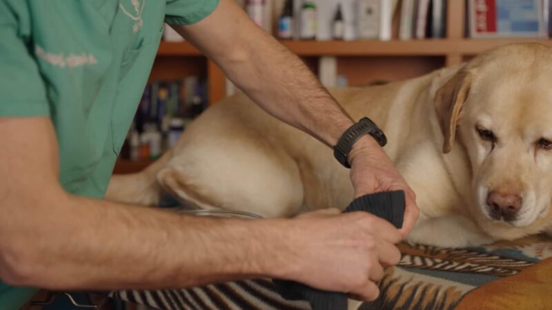 Get Rid of a Dog Cyst - Hot Compress