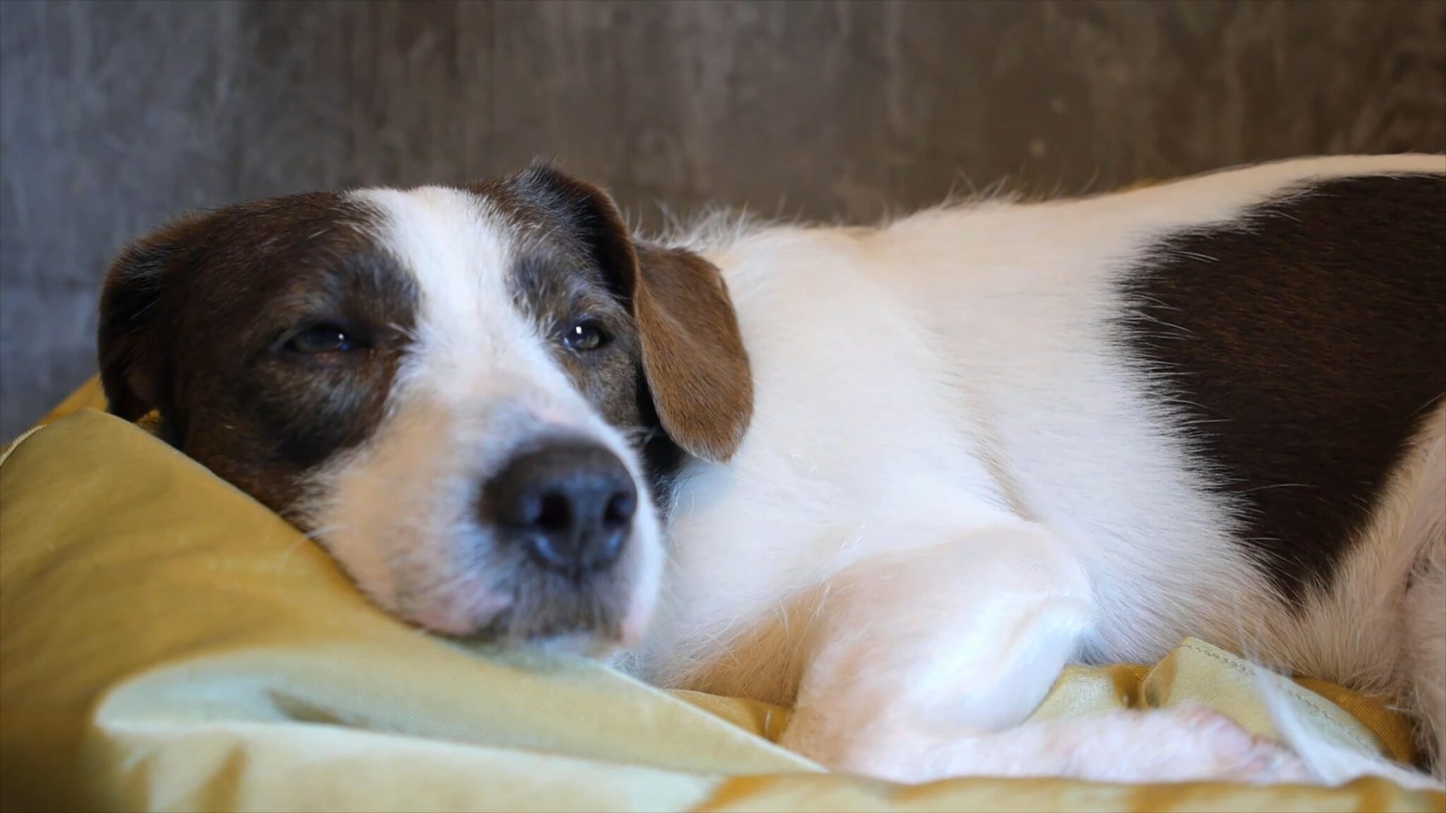 How to Calculate a Safe Acepromazine Dosage for Dogs?