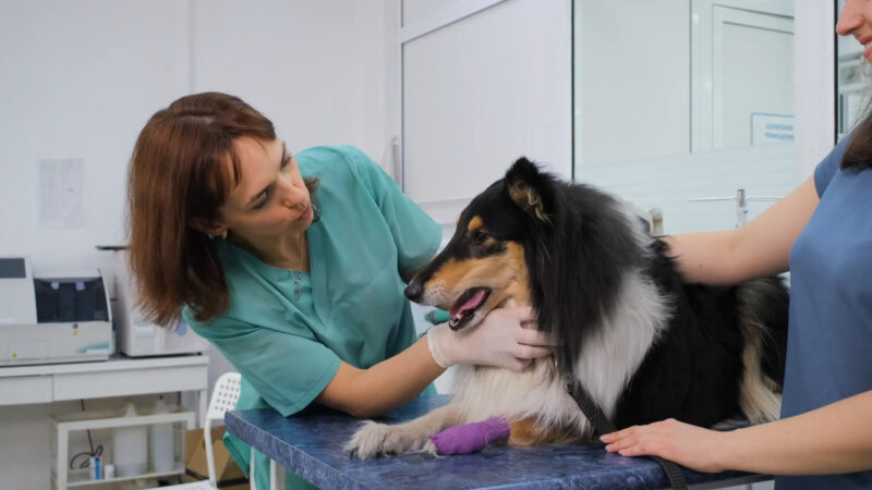 Regulack Check Ups - Veterinary