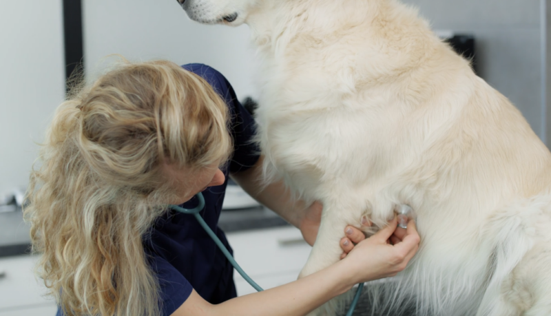 Regular Checkups - Veterinarian