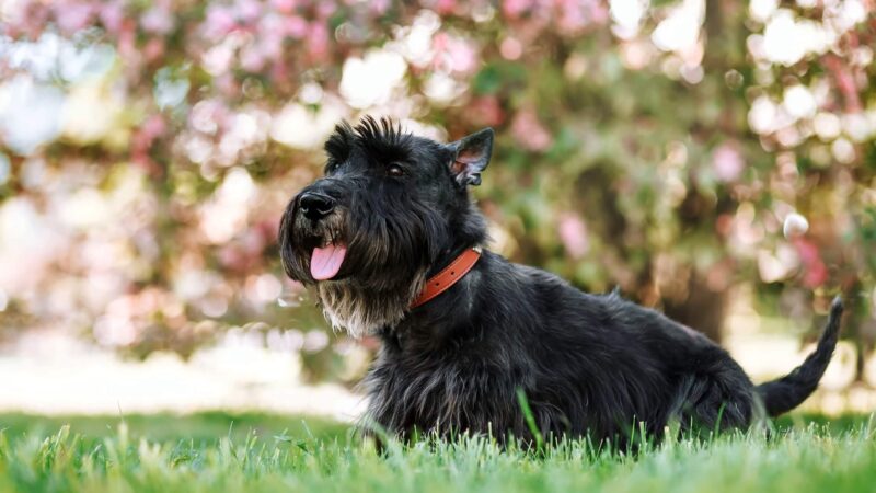 Scottish Terrier