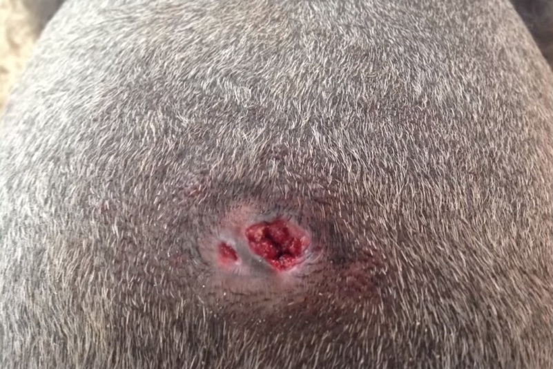 Sebaceous Cyst - Veterinary Intervention