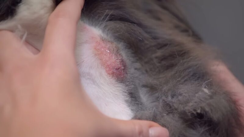 Sebaceous Cyst on a Dog