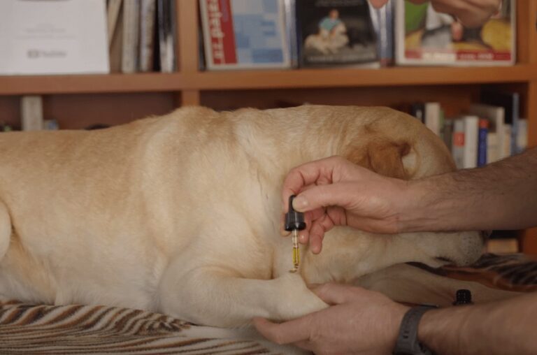 5 Easy Ways to Treat a Sebaceous Cyst on a Dog (2023) Kendall Animal