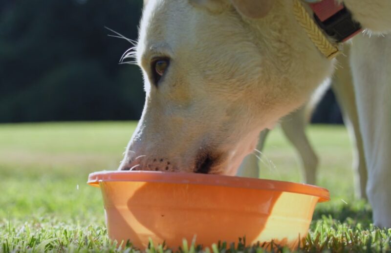 Dehydration in dogs
