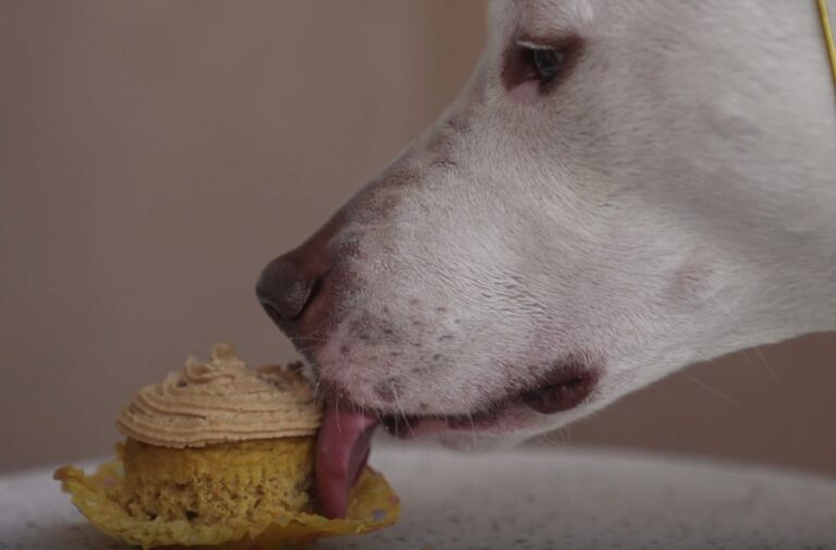 10 Reasons Why Your Dog is Throwing Up Brown Liquid