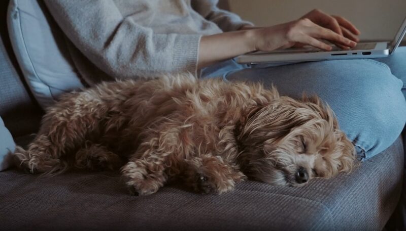 dog sleeping on couch