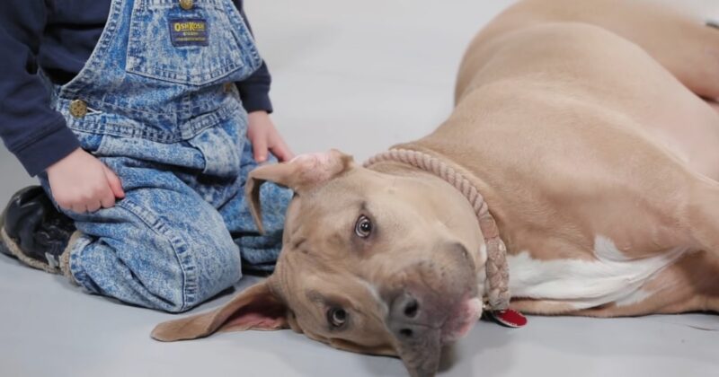 Pit Bulls' Historical Role as Nanny Companions