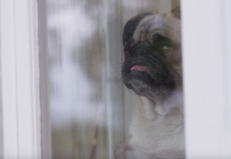 dog looking out the window