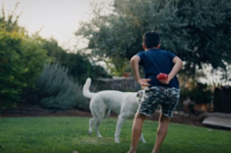 boy playing with dog