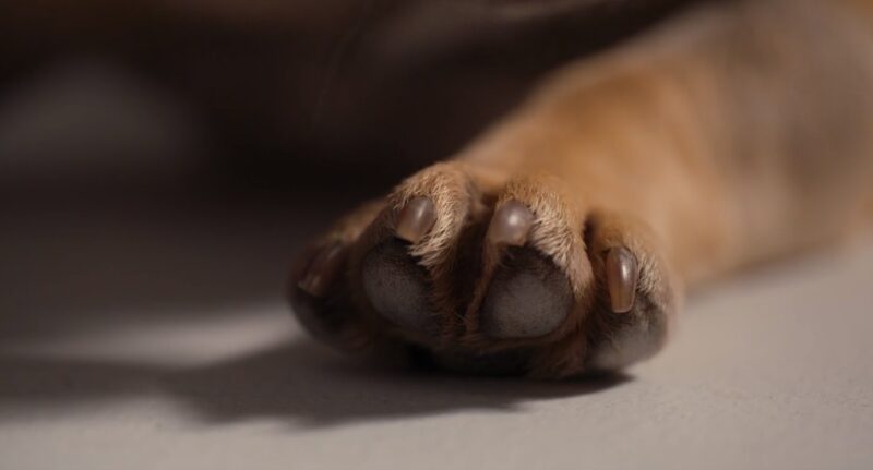 pet's paws