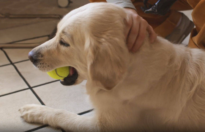 person playing with dog