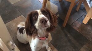 Springer Rage Syndrome in Dogs - 9 Signs of an Impending Attack ...