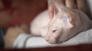 Bingus the Hairless Cat - What Makes This Sphynx So Special? - Kendall