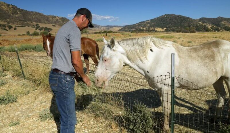 A man feeds hay to a white horse in a rural setting
